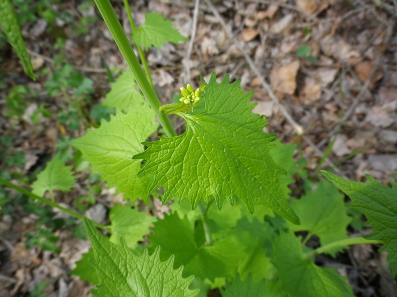 Lungo il fiume - Alliaria petiolata